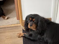 Phoebe , a female Cavalier King Charles Spaniel for sale in Wellington, CO – Photo 3 of 3