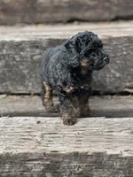 Maple , a female Poodle - Miniature  for sale in Chehalis, WA – 3 of 3
