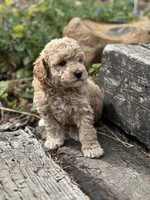 Oakley , a male Poodle - Miniature  for sale in Chehalis, WA – 2 of 3