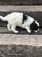 Juniper, a female Poodle - Miniature  for sale in Chehalis, WA – 3 of 3