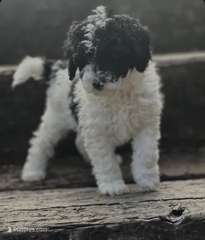 Bingly  – Poodle - Miniature  puppy for sale in Chehalis, WA