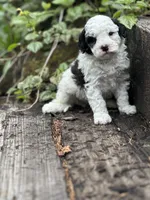 Collins , a male Poodle - Miniature  for sale in Chehalis, WA – Photo 1 of 2