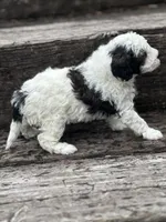 Collins , a male Poodle - Miniature  for sale in Chehalis, WA – Photo 2 of 2