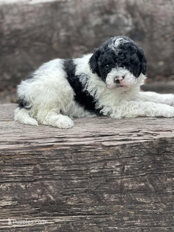 Darcy – Poodle - Miniature  puppy for sale in Chehalis, WA