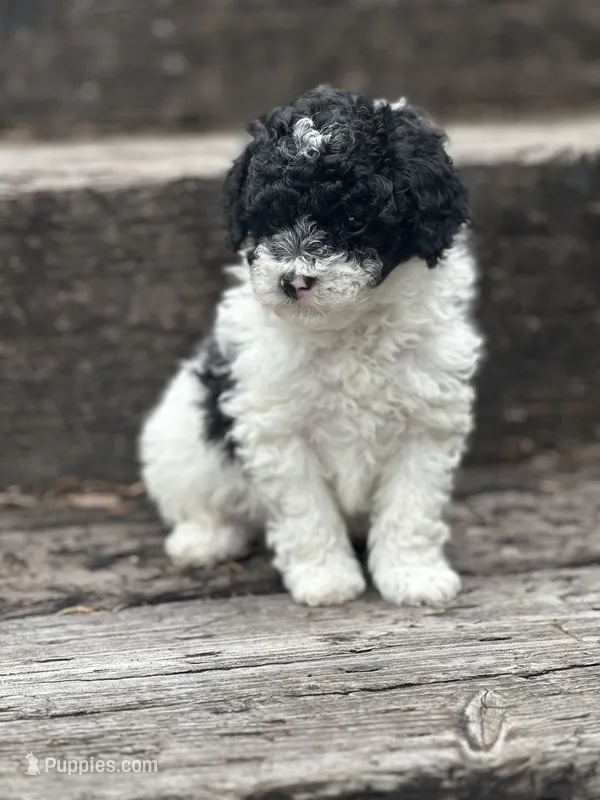 Darcy – Poodle - Miniature  puppy on hold in Chehalis, WA