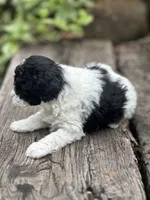 Darcy, a male Poodle - Miniature  for sale in Chehalis, WA – Photo 2 of 2