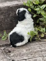 Bennet , a male Poodle - Miniature  for sale in Chehalis, WA – Photo 2 of 2