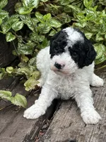Bennet , a male Poodle - Miniature  for sale in Chehalis, WA – Photo 1 of 2