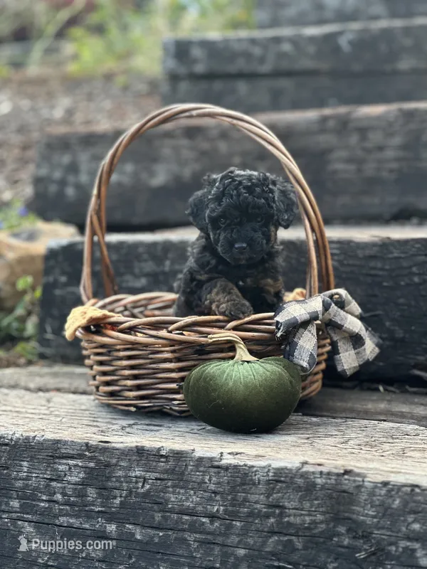 Maple  – Poodle - Miniature  puppy for sale in Chehalis, WA
