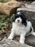Willow, a female Poodle - Miniature  for sale in Chehalis, WA – 3 of 3