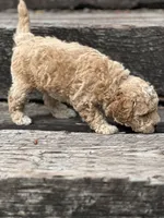 Oakley , a male Poodle - Miniature  for sale in Chehalis, WA – 3 of 3