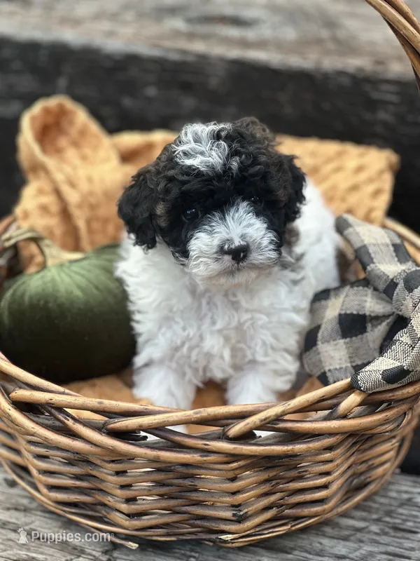 Willow – Poodle - Miniature  puppy for sale in Chehalis, WA