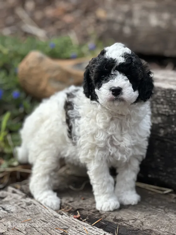 Juniper – Poodle - Miniature  puppy for sale in Chehalis, WA