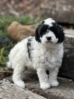 Juniper, a female Poodle - Miniature  for sale in Chehalis, WA – 1 of 3