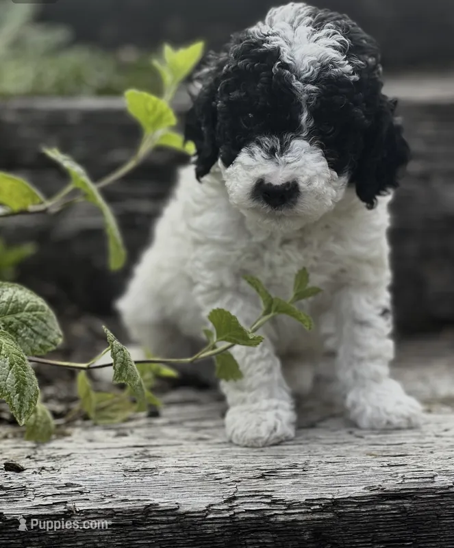 Bennet  – Poodle - Miniature  puppy on hold in Chehalis, WA