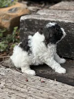 Willow, a female Poodle - Miniature  for sale in Chehalis, WA – 2 of 3