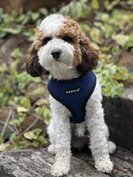 Henry , a male Cavapoo for sale in Chehalis, WA – 1 of 2