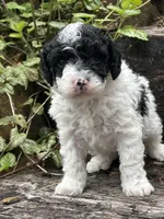 Bingly , a male Poodle - Miniature  for sale in Chehalis, WA – Photo 1 of 2