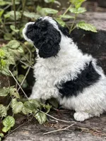 Bingly , a male Poodle - Miniature  for sale in Chehalis, WA – Photo 2 of 2