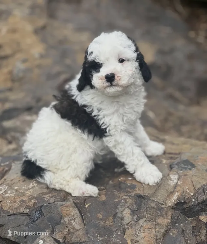 Collins  – Poodle - Miniature  puppy on hold in Chehalis, WA
