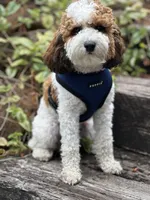 Henry , a male Cavapoo for sale in Chehalis, WA – 2 of 2