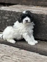 Willow, a female Poodle - Miniature  for sale in Chehalis, WA – 1 of 3
