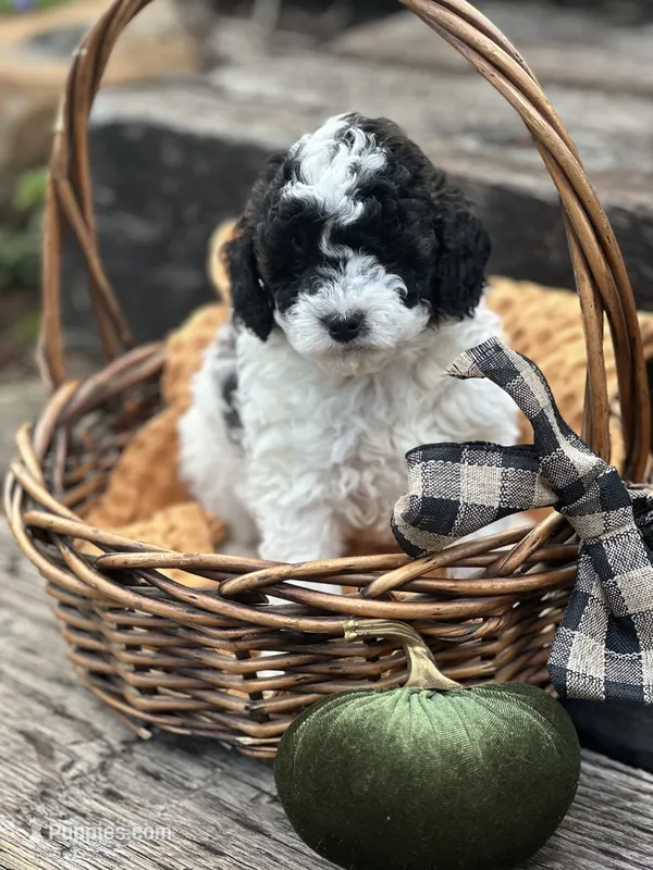 Juniper – Poodle - Miniature  puppy for sale in Chehalis, WA