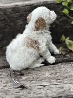 Lizzie, a female Poodle - Miniature  for sale in Chehalis, WA – Photo 2 of 2