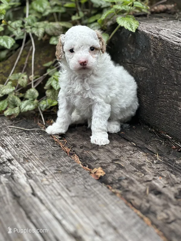 Lizzie – Poodle - Miniature  puppy for sale in Chehalis, WA