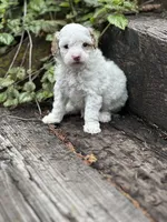 Lizzie, a female Poodle - Miniature  for sale in Chehalis, WA – Photo 1 of 2