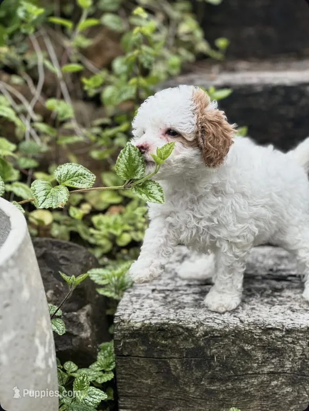 Lizzie – Poodle - Miniature  puppy for sale in Chehalis, WA