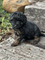 Maple , a female Poodle - Miniature  for sale in Chehalis, WA – 2 of 3
