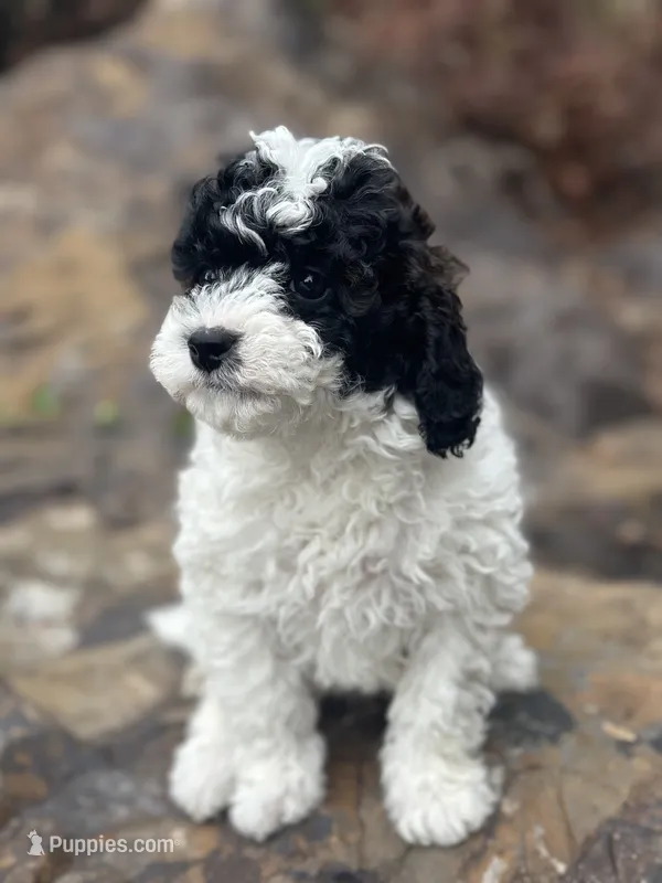 Juniper – Poodle - Miniature  puppy for sale in Chehalis, WA