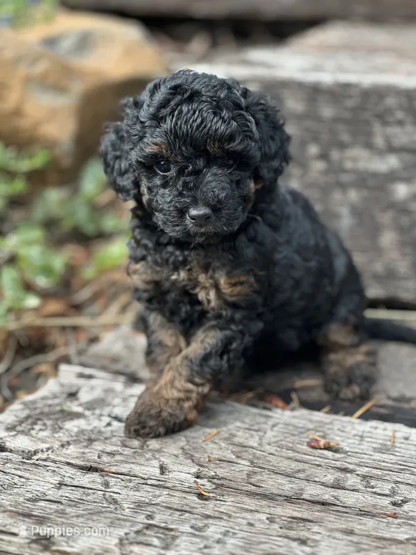 Maple  – Poodle - Miniature  puppy for sale in Chehalis, WA