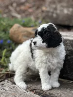 Juniper, a female Poodle - Miniature  for sale in Chehalis, WA – 2 of 3