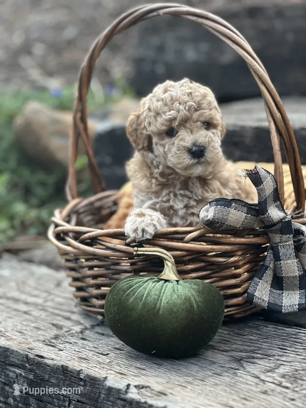 Oakley  – Poodle - Miniature  puppy for sale in Chehalis, WA