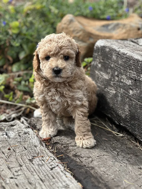 Oakley  – Poodle - Miniature  puppy for sale in Chehalis, WA