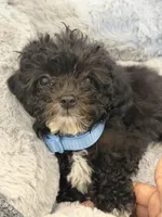 Ace, a male Poodle - Toy  for sale in Junction City, KS – Photo 3 of 6