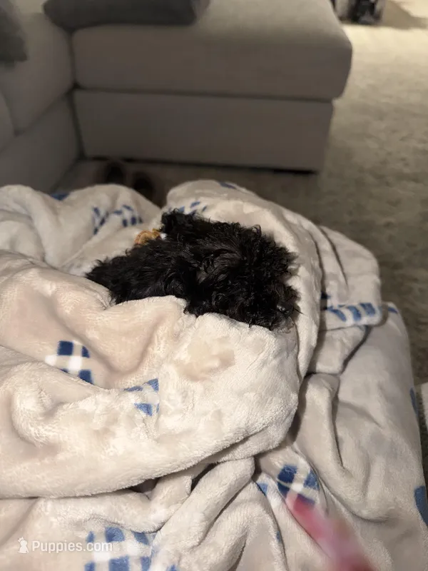 Ace – Poodle - Toy  puppy for sale in Junction City, KS