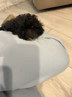 Ace, a male Poodle - Toy  for sale in Junction City, KS – Photo 6 of 6