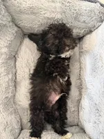 Ace, a male Poodle - Toy  for sale in Junction City, KS – Photo 5 of 6