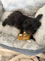 Ace, a male Poodle - Toy  for sale in Junction City, KS – Photo 4 of 6