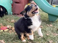 Comet (AKC), a male Australian Shepherd for sale in Jeromesville, OH – Photo 3 of 4