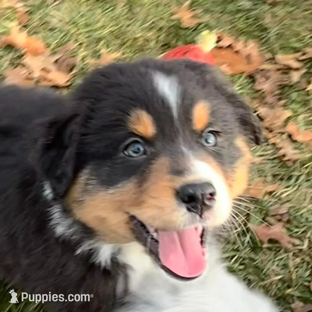 Comet (AKC) – Australian Shepherd puppy for sale in Jeromesville, OH