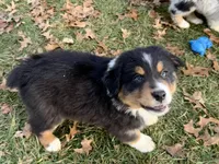 Comet (AKC), a male Australian Shepherd for sale in Jeromesville, OH – Photo 2 of 4