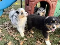 Comet (AKC), a male Australian Shepherd for sale in Jeromesville, OH – Photo 4 of 4