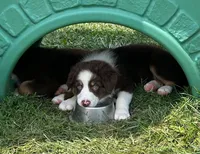 Copper, a male Australian Shepherd for sale in Jeromesville, OH – 4 of 7