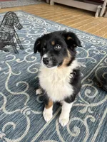 Luna (AKC), a female Australian Shepherd for sale in Jeromesville, OH – Photo 6 of 8