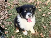 Luna (AKC), a female Australian Shepherd for sale in Jeromesville, OH – Photo 1 of 3