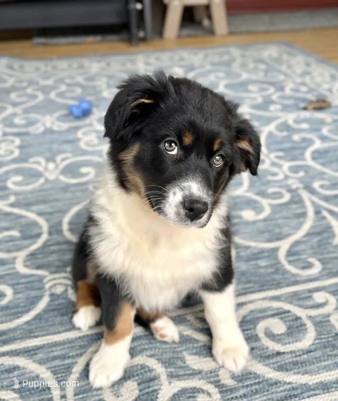 Luna (AKC) – Australian Shepherd puppy for sale in Jeromesville, OH